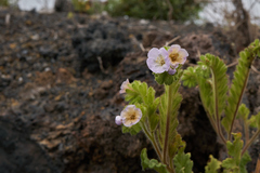 Phacelia ixodes