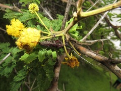 Vachellia kosiensis