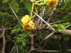 Vachellia kosiensis