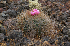 Ferocactus fordii borealis
