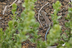 Aspidoscelis labialis