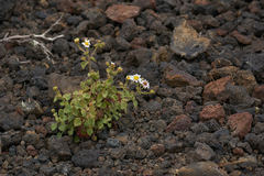 Amauria rotundifolia