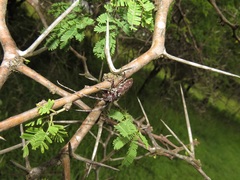 Vachellia kosiensis