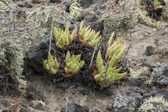 Dudleya cultrata