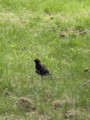 Turdus mandarinus