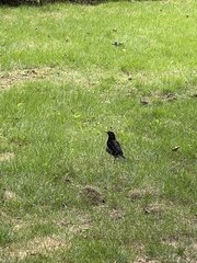 Turdus mandarinus