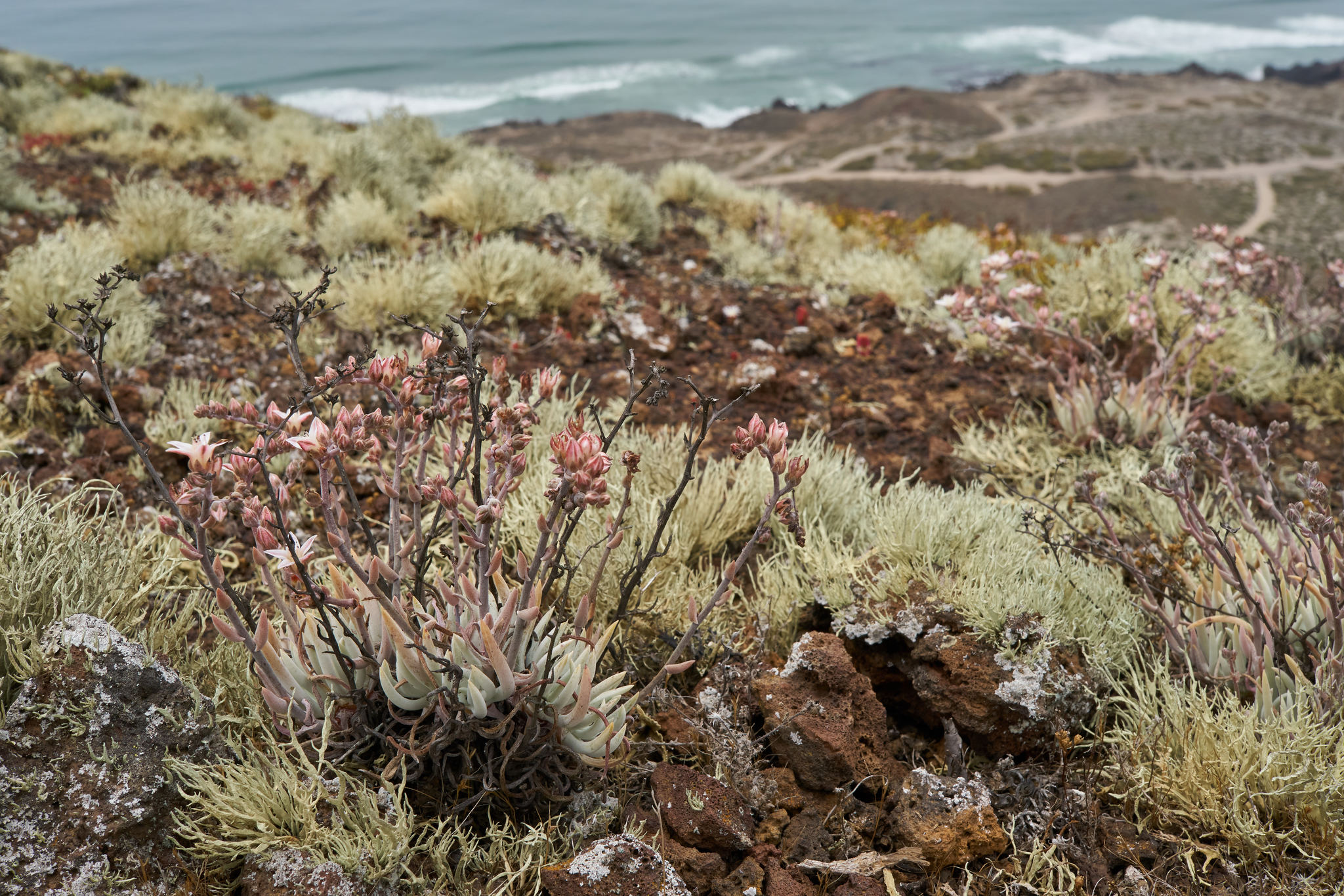 Dudleya attenuata