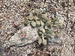 Eriogonum lobbii