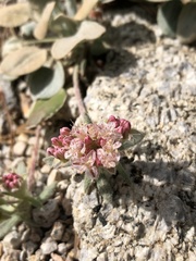 Eriogonum lobbii