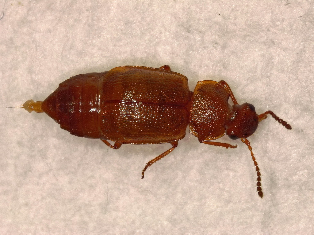 Anthobium unicolor, photo 1 of 10