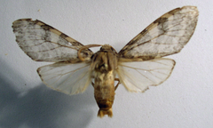 Pseudohemihyalea labecula