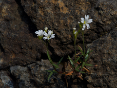Cerastium utriense