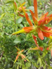 Castilleja tenuiflora