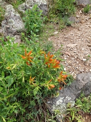 Castilleja tenuiflora