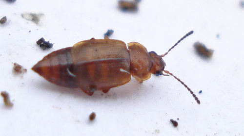 Anthobium unicolor, photo 2 of 10