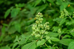 Ocimum campechianum
