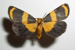 Eudesmia arida