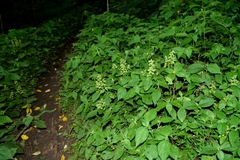 Ocimum campechianum