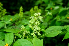 Ocimum campechianum
