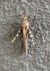 Schistocerca nitens