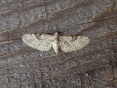 Eupithecia bolterii