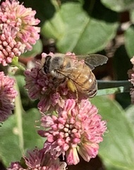 Apis mellifera