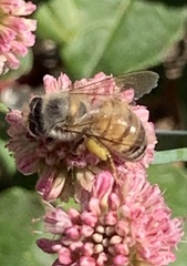 Apis mellifera