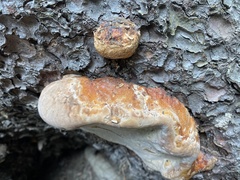 Fomitopsis schrenkii