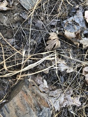 Chlorogalum angustifolium