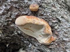Fomitopsis schrenkii