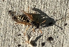 Polistes dominula