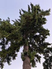 Pseudotsuga menziesii