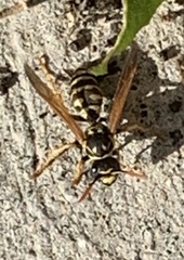 Polistes dominula