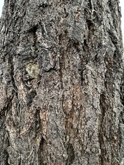 Pseudotsuga menziesii