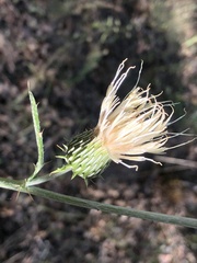 Cirsium ciliolatum