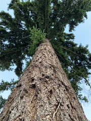 Pseudotsuga menziesii