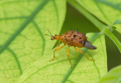Hoplapoderus