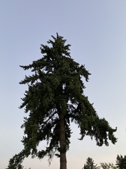Pseudotsuga menziesii