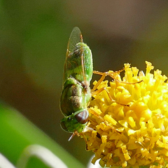 Hedriodiscus trivittatus