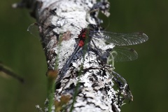 Leucorrhinia glacialis