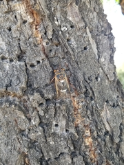 Diceroprocta cinctifera