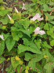 Calystegia hederacea