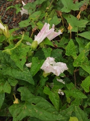 Calystegia hederacea