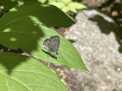 Celastrina echo sidara