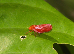 Eoscarta eos