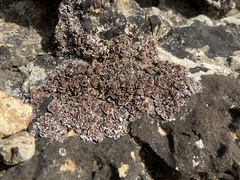 Psora pseudorussellii