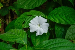 Thunbergia fragrans image
