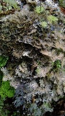 Pseudocyphellaria dissimilis