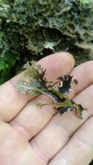 Pseudocyphellaria dissimilis
