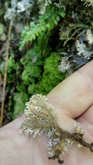 Pseudocyphellaria dissimilis